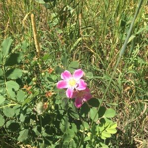 Meet your Posher, Jane